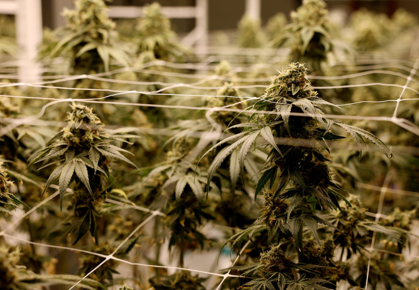Healey signs sweeping overhaul of Massachusetts cannabis law