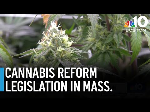 Healey signs cannabis reform legislation