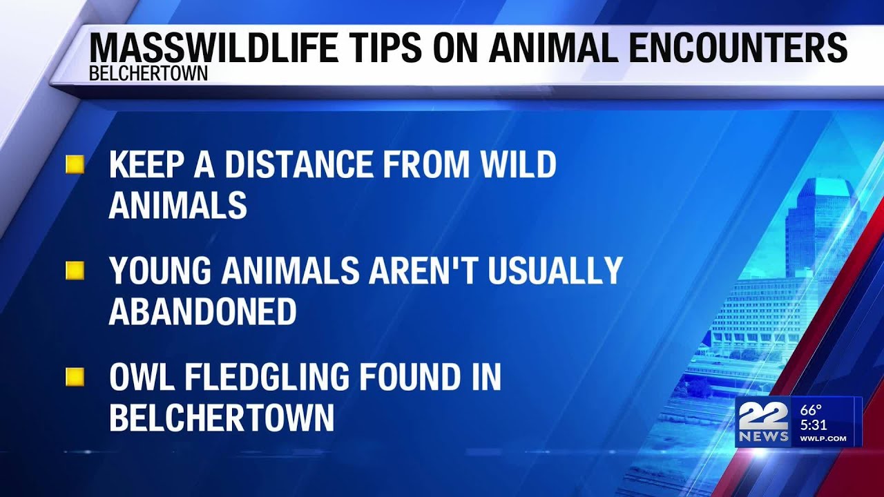 Massachusetts wildlife officials urge public to give wild animals space