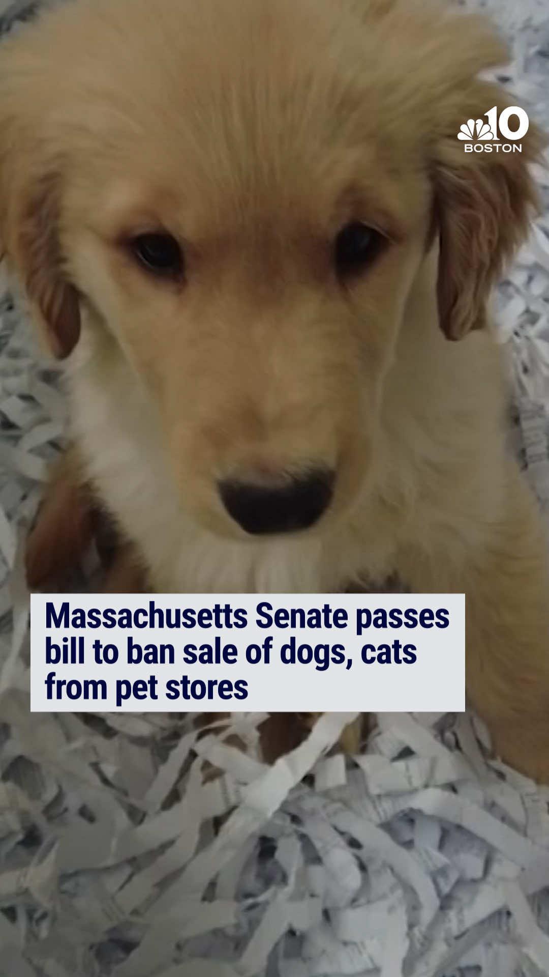 Lawmakers say the ban is designed to stop large-scale puppy mills.