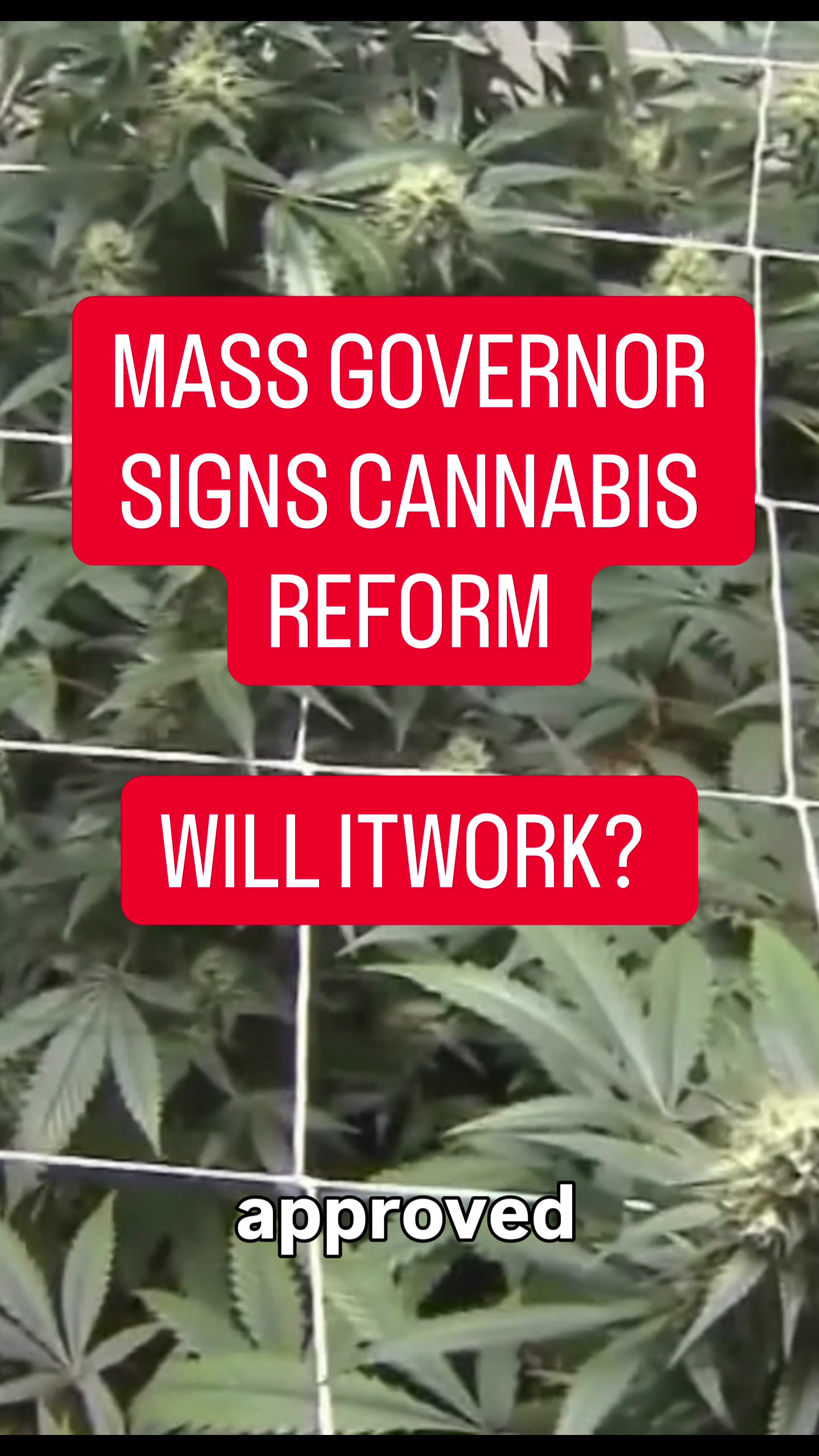 OTR: Democratic Analyst Mary Anne Marsh and Republican Analyst Virginia Buckingham weigh in on the shakeup of the state’s Cannabis Control Commission